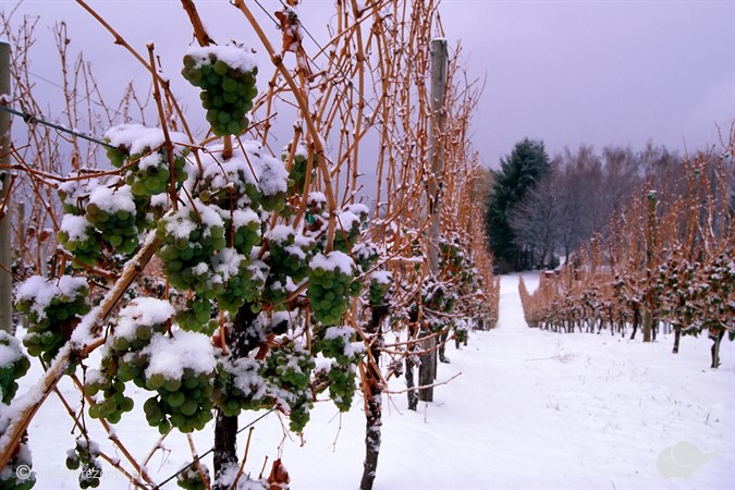 Winnica Dwórzno zimą – zwiedzanie, degustacja i wino dla dwojga!