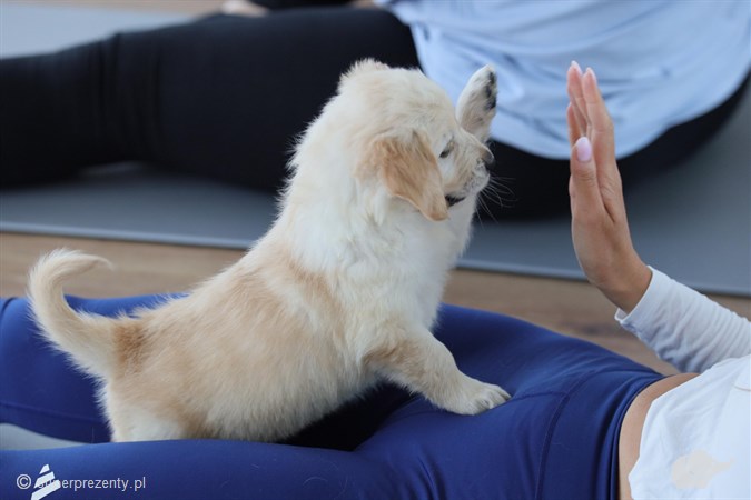 Puppy Yoga Warszawa: joga ze szczeniakami dla 1 lub 2 osób